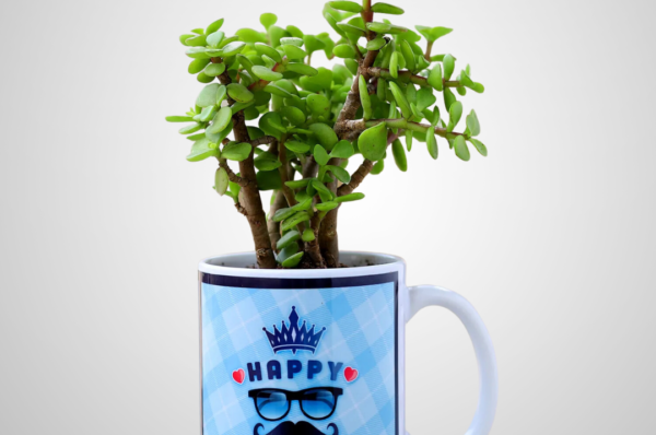 Jade Plant In Mug