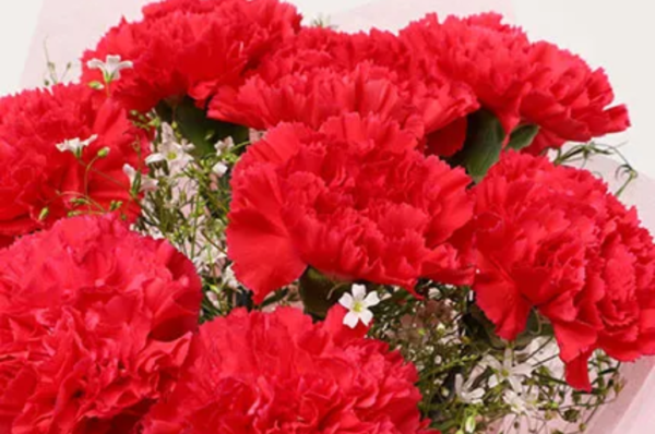 8 red carnation flower