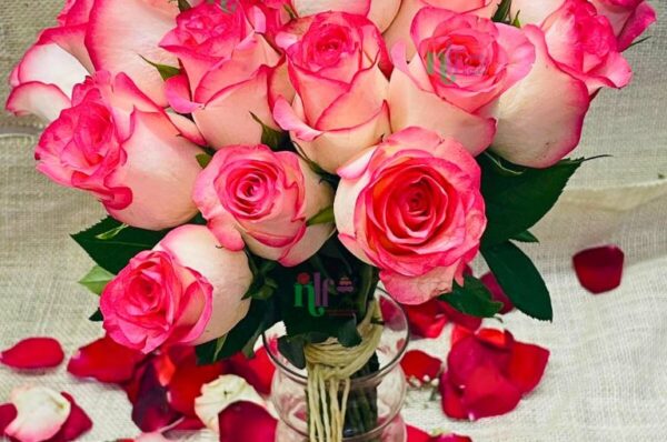 Pink Shaded White Rose