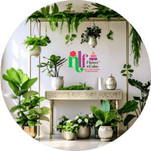 New Lucky Flowers and Cakes - Best Florist in Udaipur - Indoor Plants